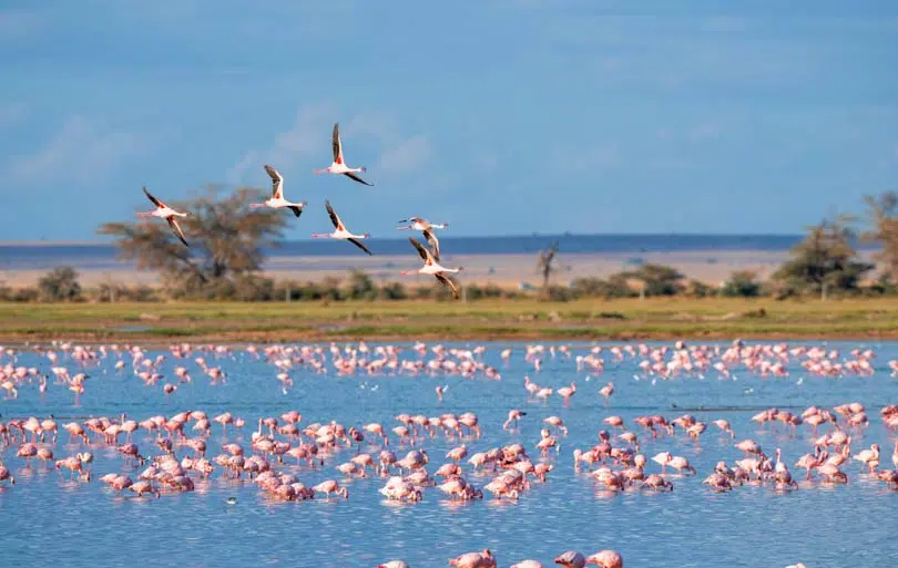 que-faire-camargue-9
